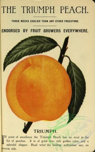 seeds_catalogs-04655 - 014-Peach [1633x2620]