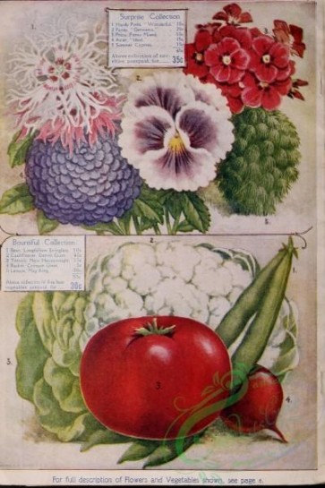 seeds_catalogs-04829 - 054-Pinks, Pansy, phlox, aster, cypress, bean, cauliflower, Tomato, Radish, Lettuce [3275x4910]