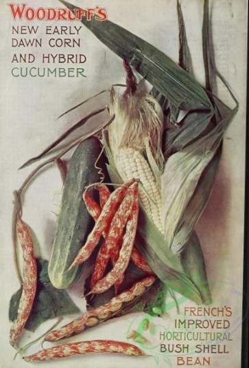 seeds_catalogs-05249 - 098-Cucumber, Bean, Corn [3478x5125]