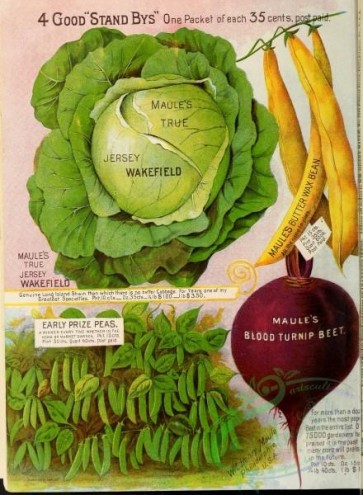 seeds_catalogs-05263 - 014-Cabbage, Bean, Beet, Pea [2763x3766]