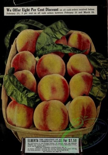 seeds_catalogs-06133 - 022-Peaches in basket [3290x4702]