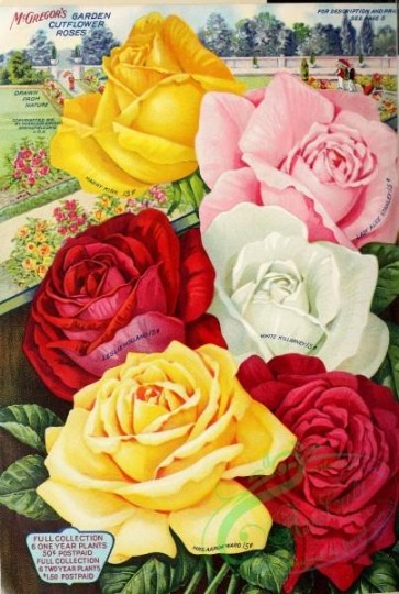seeds_catalogs-06550 - 022-Roses [3353x4981]