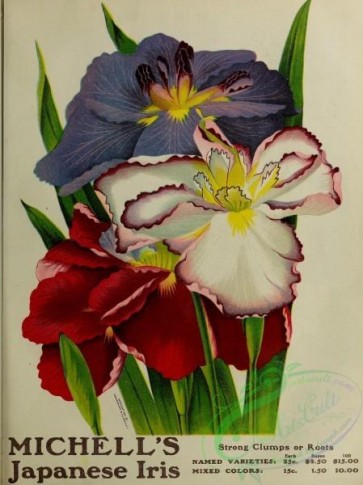 seeds_catalogs-06587 - 059-Japanese Iris [2820x3766]