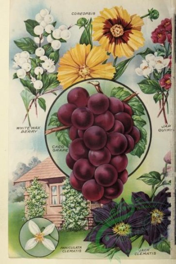 seeds_catalogs-07358 - Coreopsis, Whitewax Berry, Quincy, Grapes, Clematis