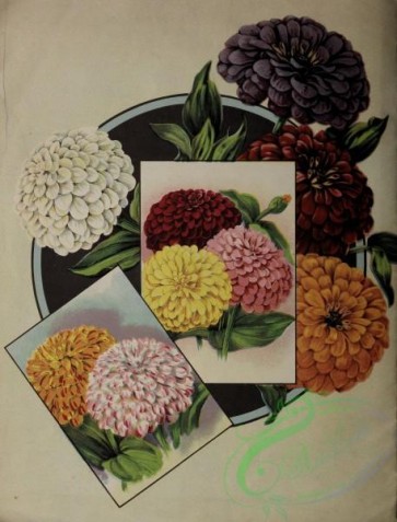 seeds_catalogs-07366 - Flowers, Zinnia, Frame
