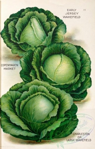 seeds_catalogs-07893 - 004-Cabbage