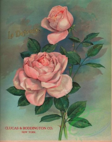 seeds_catalogs-08046 - 001-Rose