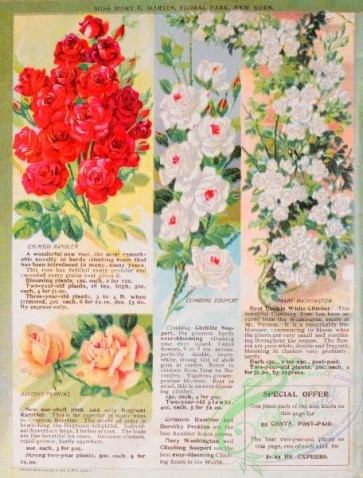 seeds_catalogs-08109 - 004-Roses