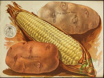seeds_catalogs-08199 - 006-Corn, Potato