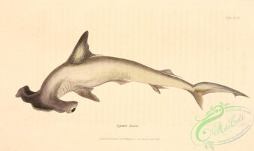 sharks-00025 - Scalloped Hammerhead