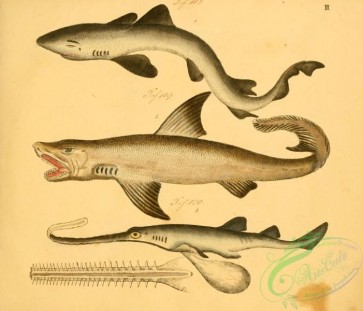 sharks-00093 - Tope Shark, squalus carcharius (uL), Common Sawfish