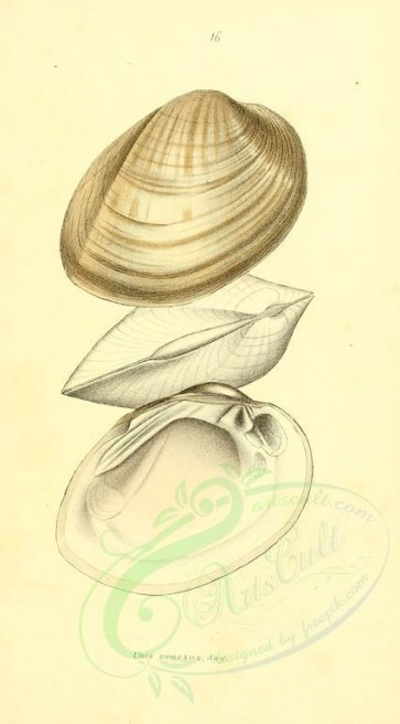 shells-00030 - image [1873x3382]