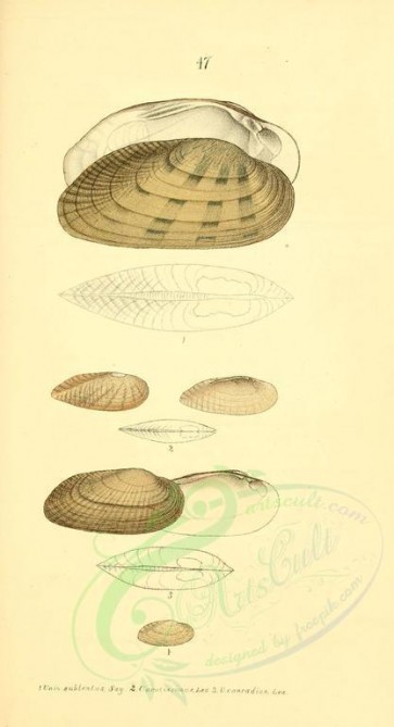 shells-00063 - image [1832x3373]