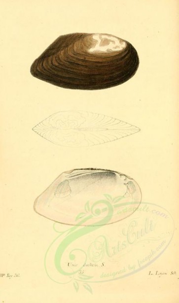 shells-00119 - image [1892x3202]