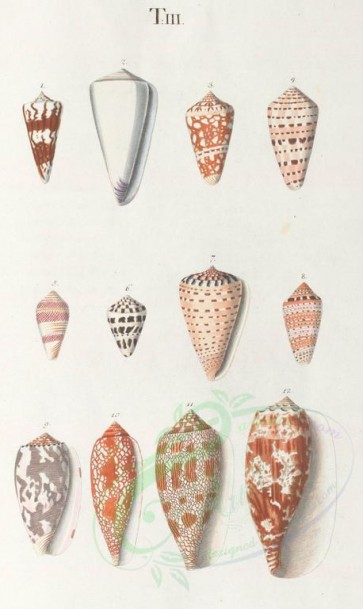 shells-00217 - image [3478x5824]