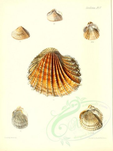 shells-00335 - image [2391x3172]