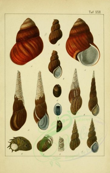 shells-00401 - image [2376x3739]