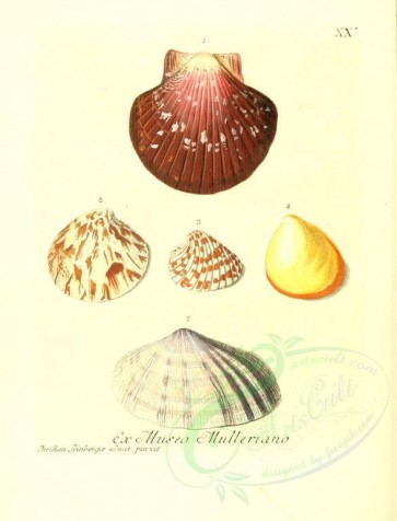shells-01516 - image [2092x2740]