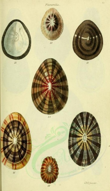 shells-01786 - image [1768x3062]