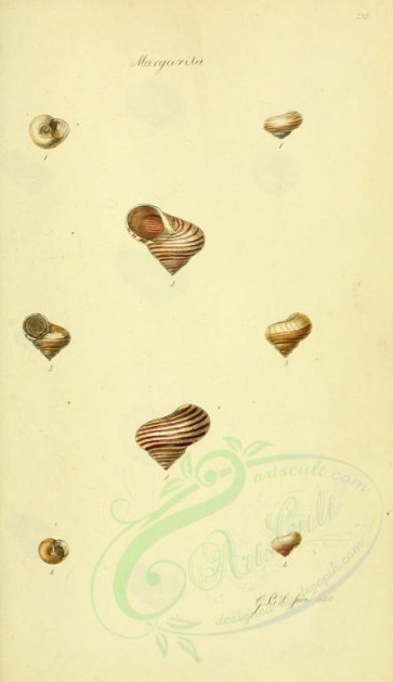 shells-01800 - image [1768x3062]