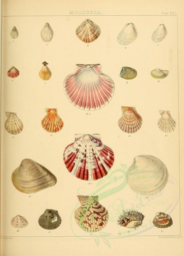 shells-02354 - image [2461x3427]