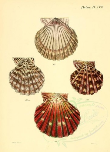 shells-03874 - image [2161x2986]