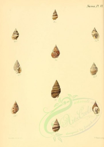 shells-04005 - image [2118x2976]