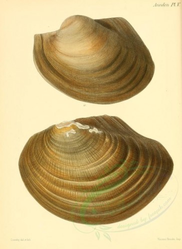 shells-05741 - image [2189x2987]