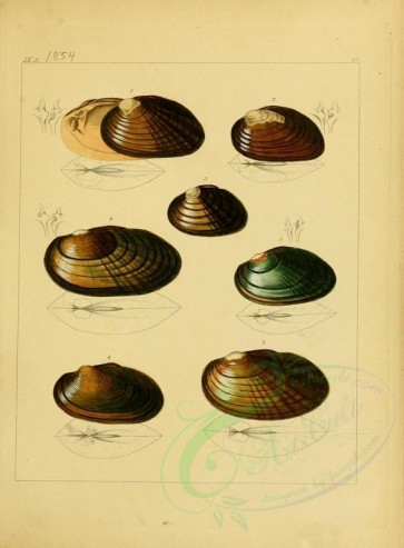 shells-08997 - image [2273x3082]