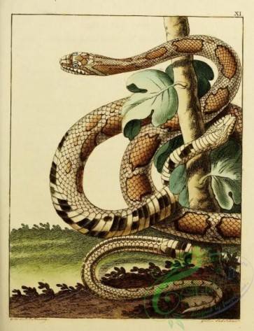 snakes-00051 - unidentified Snake, 27