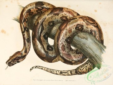 snakes-00071 - boa constrictor