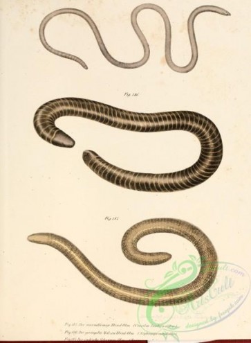 snakes-00075 - coecilia lumbricoidea, siphonops annulatus