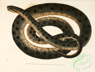 snakes-00083 - eunectes scytale
