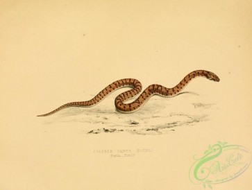 snakes-00172 - coluber canus, 4