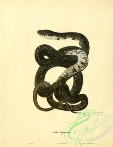 snakes-00190 - coluber alleghanensis