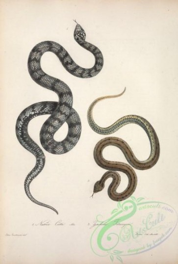 snakes-00253 - natrix cettii, zacholus fitzingeri