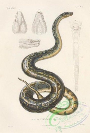 snakes-00354 - boa de chevalier