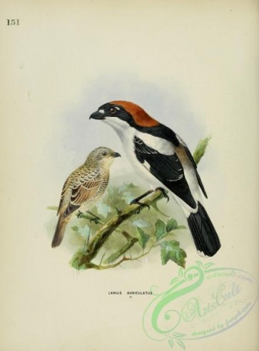 starlings-00017 - Rufous Shrike  (LANIUS AURICULATUS)