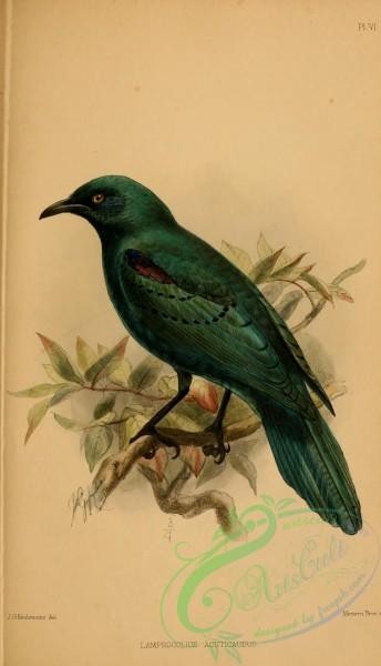 starlings-00169 - Sharp-tailed Glossy-Starling, lamprocolius acuticaudus