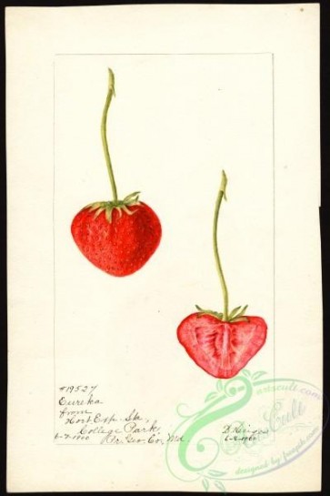 strawberry-00122 - 4024-Fragaria-Eureka [2667x4000]