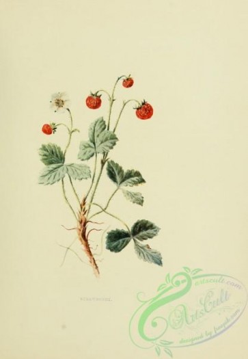 strawberry-00386 - Strawberry, fragaria vesca