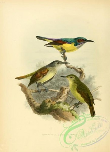 sunbirds-00021 - anthreptes griseigularis