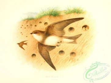 swallows_and_swifts-00355 - Sand-Martin