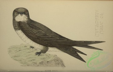 swallows_and_swifts-00363 - Alpine Swift
