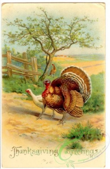 thanksgiving_day_postcards-00264 - 264-Turkey, tree [1958x3000]