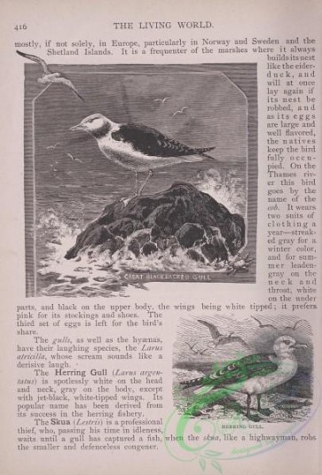 the_living_world-00355 - 376-Great Black-backed Gull, Herring Gull