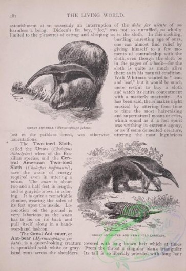 the_living_world-00416 - 438-Great Ant-Bear, myrmecophaga jubata, Great Ant-eater, Armadillo Loricata