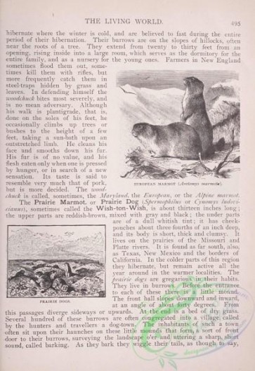 the_living_world-00424 - 446-European Marmot, aretomys marmota, Prairie Dogs