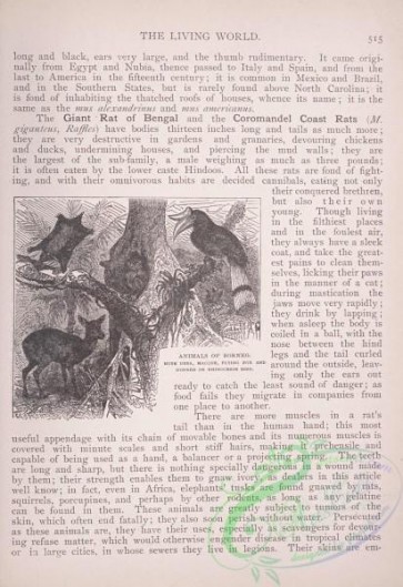 the_living_world-00440 - 463-Animals of Borneo, Musk Deer, Macque, Flying Fox, Horned or Rhinoceros Bird
