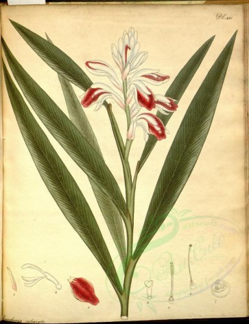 tillandsia-00048 - renealmia calcarata, Upright-flowering Renealmia [3120x4046]